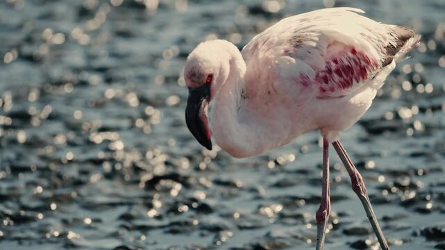 View of a huge colony of lesser flamingos Phoenicopterus minor. Flying close to flamingos near Walvis Bay in Namibia.