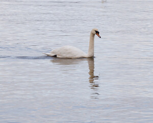 Fototapeta premium swan on the water