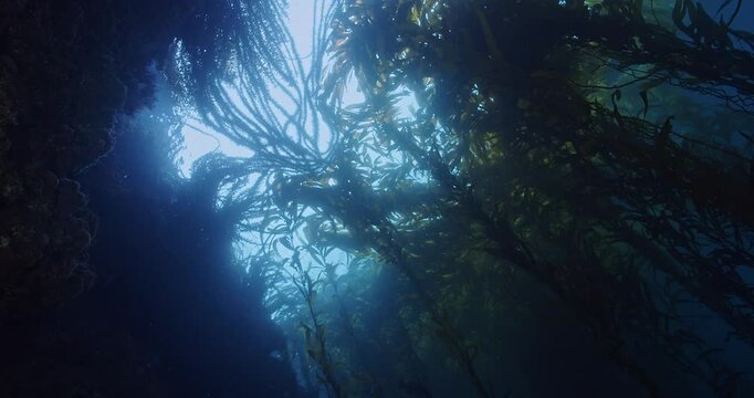  Feather boa and brown kelp canopy on surface.