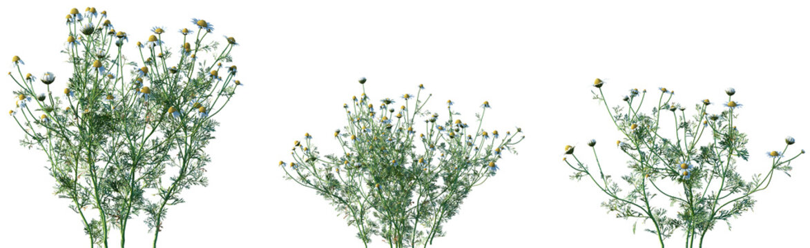 Set of frontal Chamaemelum nobile (commonly known as chamomile) isolated png on a transparent background perfectly cutout high resolution