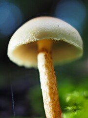 Pilz im Wald als Makro mit unscharfem Hintergrund