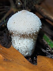 Pilz im Wald als Makro mit unscharfem Hintergrund