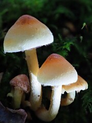 Pilz im Wald als Makro mit unscharfem Hintergrund