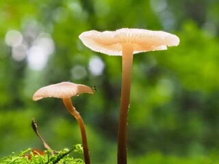 Pilz im Wald als Makro mit unscharfem Hintergrund