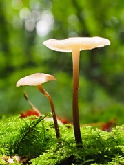 Pilz im Wald als Makro mit unscharfem Hintergrund