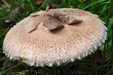 Pilz im Wald als Makro mit unscharfem Hintergrund