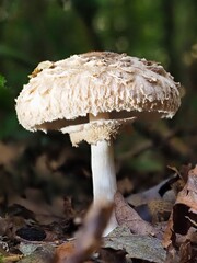 Pilz im Wald als Makro mit unscharfem Hintergrund