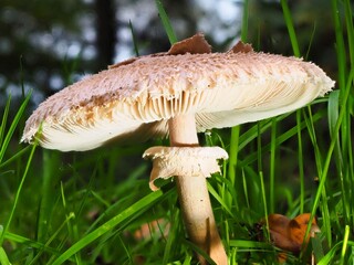 Pilz im Wald als Makro mit unscharfem Hintergrund