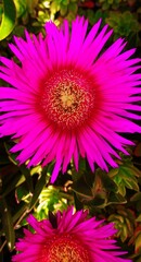 Obraz premium pink flower