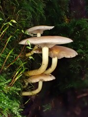 Pilz im Wald als Makro mit unscharfem Hintergrund