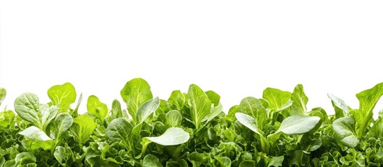 Obraz premium Green Leaves Isolated On White Background Green Vegetable On Isolated White Background Home Growth Vegies