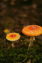 poisonous red mushrooms with white circles in a mountain forest