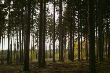 Obraz premium A beautiful yet mysterious forest atmosphere with long trees.