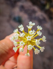 Close-up of a Transmontane Sand Verbena found in the Nevada desert held by fingers.