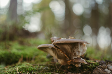 mushrooms in the forest