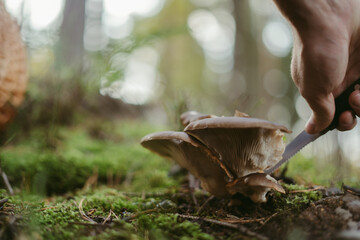 The process of collecting forest mushrooms using hands and knives