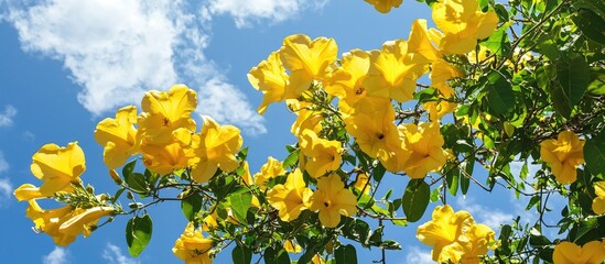 Lots Of Yellow Trumpet Bushes On The Tree