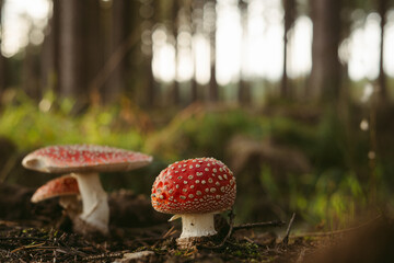 Several poisonous red mushrooms with white circles in a mountain forest