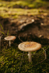 Find brown, flat mushrooms hidden in the forest.