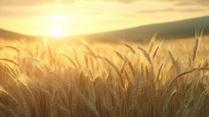 Obraz premium Serene Wheat Landscape Illuminated by Soft Morning Light