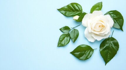 Fototapeta premium White Rose with Green Leaves on Blue Background