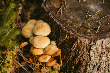 A large group of mushrooms in orange and brown tones next to a tree nest