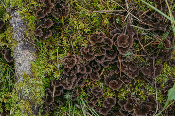 Dark brown petal-shaped Thelephora terrestris mushroom variety in the forest