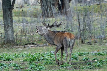 Red deer at Ekolsund Castle Sweden