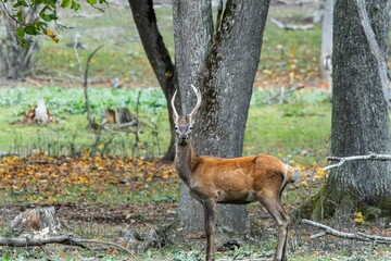 Red deer at Ekolsund Castle Sweden