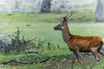 Red deer at Ekolsund Castle Sweden