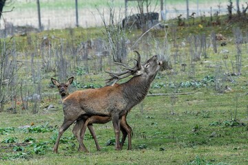 Red deer at Ekolsund Castle Sweden