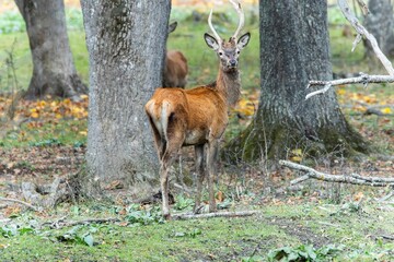 Red deer at Ekolsund Castle Sweden