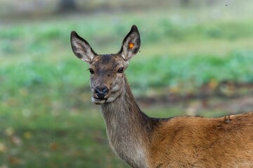 Red deer at Ekolsund Castle Sweden