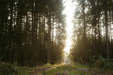 Black dog walking in a forest with trees at sunset