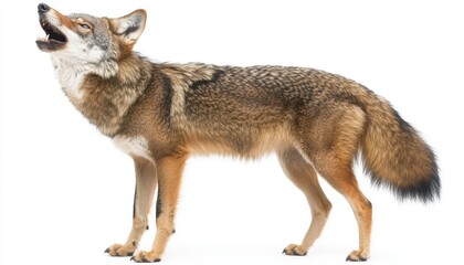 Fototapeta premium A coyote howling in a natural setting during the early morning light