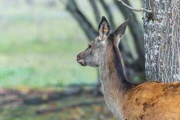 Red deer at Ekolsund Castle Sweden