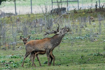 Red deer at Ekolsund Castle Sweden