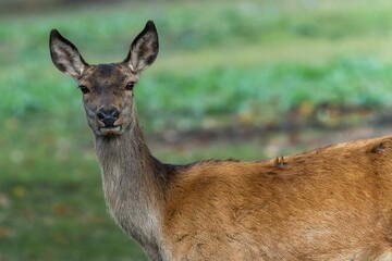 Red deer at Ekolsund Castle Sweden