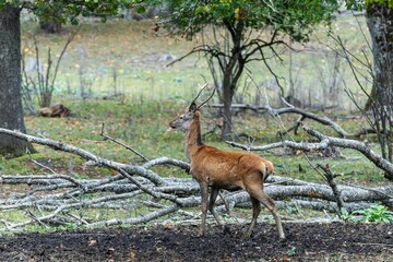 Red deer at Ekolsund Castle Sweden