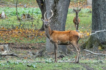 Red deer at Ekolsund Castle Sweden