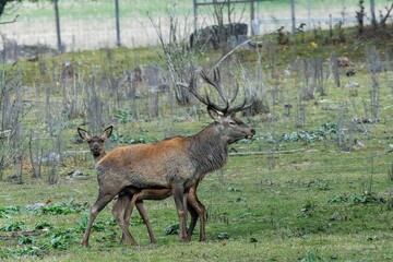 Red deer at Ekolsund Castle Sweden