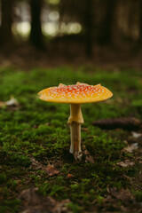 Top view of yellow and red mushrooms with white round patterns