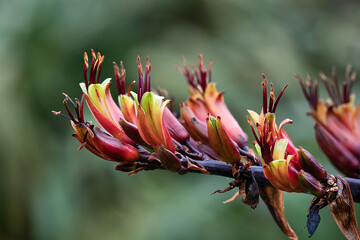 New Zealand Flax