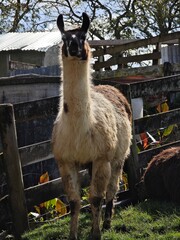 alpaca in the zoo