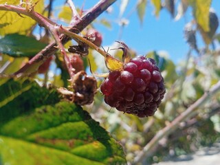 blackberries 