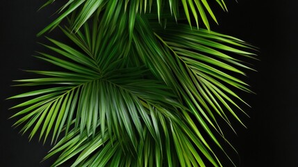 A vibrant arrangement of green palm leaves creating a seamless tropical pattern set against a contrasting black background