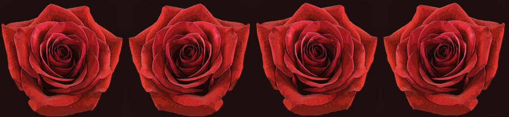 Posturized row of beautiful red roses on a black background