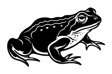 frog on white Vector illustration