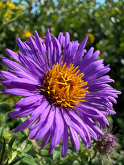 New England Aster