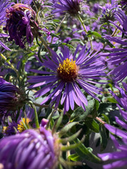 new england aster